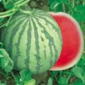 蒲城龙阳朱良喜6月花皮无籽西瓜