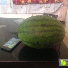 河北磁县龙卷风西瓜是名优特产