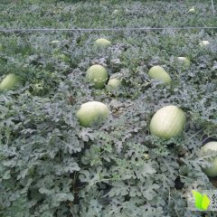 蒲城西瓜品质优良,龙阳王立新诚信合作