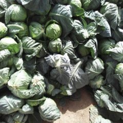 河北曲周中甘21甘蓝早买早赚