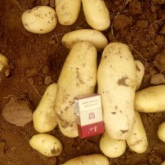 大量供应荷兰十五土豆杨先生