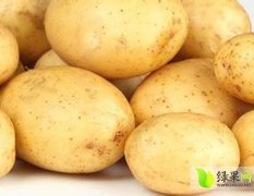 河北唐山滦县荷兰十五土豆 价格便宜