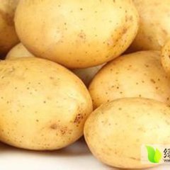 河北唐山滦县荷兰十五土豆 价格便宜