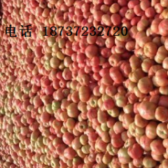 滑县高平毛振京2月硬粉西红柿