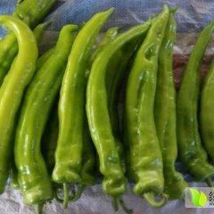 滑县高平毛振京4月巨无霸辣椒