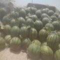 山东禹城京欣西瓜质量上乘