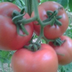 山东禹城硬粉西红柿营养丰富