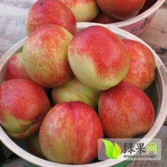 陕西油桃产地价格