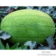 陕西大荔新红宝西瓜营养丰富