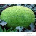 陕西大荔新红宝西瓜营养丰富