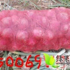 2016年山东惠民红皮洋葱，死苗严重增面不增产。