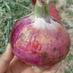 惠民姜楼李娜6月圆葱（卡木一）洋葱