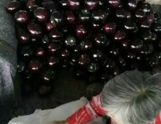 青州紫光园茄大量上市中欢迎前来收购