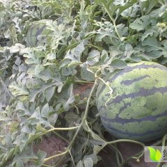 陕西华县京欣西瓜著名品种