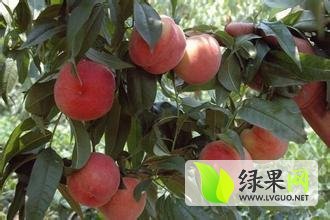 华县下庙王博博6月二号 三号蜜桃