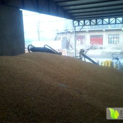 华县玉米逐渐升温,下庙王博博诚信合作