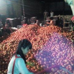 2015莘县西红柿今年价格有看点