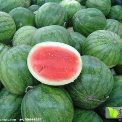 陕西华县花皮无籽西瓜火热上市