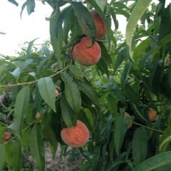 供应陕西毛桃 郑三、突围桃批发基地