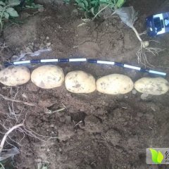 栾城张家张勇省6月土豆