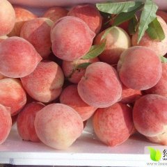 大荔蜜桃价格适宜,大华徐国芳诚信合作