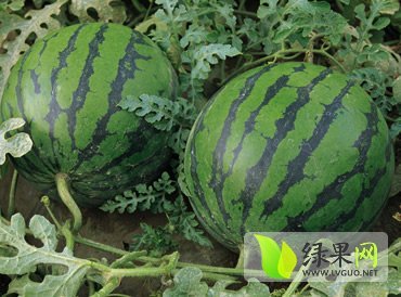 京欣西瓜价格