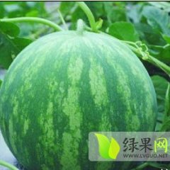 华阴西瓜质量上乘,街道徐国芳诚信合作