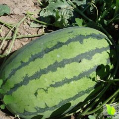 大荔大华徐国芳6月冠龙西瓜