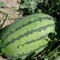 大荔大华徐国芳6月冠龙西瓜
