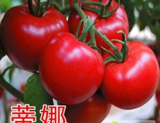 山东寿光蒂娜番茄种子市场认可度极高