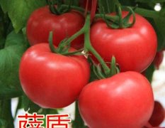 2015寿光番茄种子速来抢购