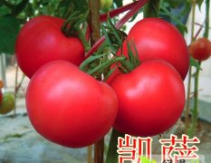 寿光番茄种子聚焦市场，金鹏种业诚信合作