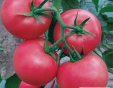 荷兰进口高耐热—欧诺番茄种子