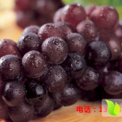宁陵县大棚葡萄基地 陈营万亩葡萄基地