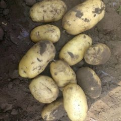 山东坊子荷兰十五土豆价格行情平稳