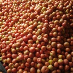 禹城西红柿绿色无公害,市中孟先生诚信合作