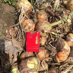 山东平度黄皮洋葱价格适宜