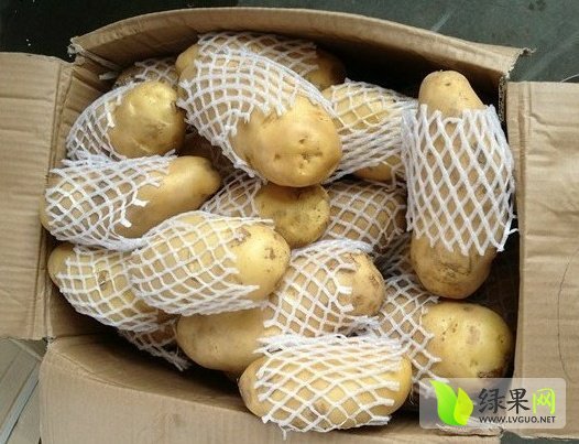 2015年河南通许荷兰十五价格