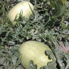 大荔双泉李铁牛6月新红宝西瓜