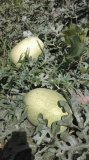 大荔双泉李铁牛6月新红宝西瓜
