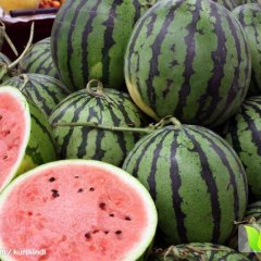 河南开封县京欣西瓜何去何从