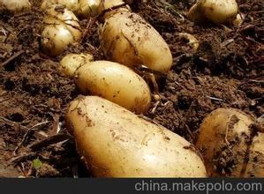 2015山东临清荷兰十五土豆大量上市了