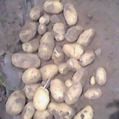 河北赵县荷兰十五土豆早买早赚