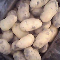 赵县土豆聚焦市场,台兴逯锋超诚信合作