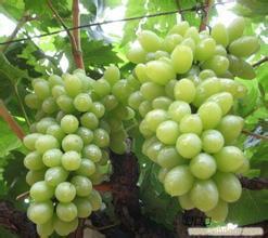 陕西蒲城维多利亚葡萄是名优特产