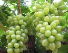 陕西蒲城维多利亚葡萄是名优特产