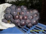 湖北公安夏黑葡萄著名品种