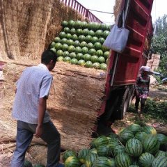 2015临渭西瓜型好味甜，却遭遇几大产区截胡