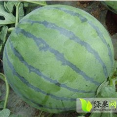 河北省保定市清苑县王伟