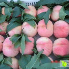 2015大荔蜜桃值得出手